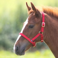SHIRES Недоуздок для жеребят, красный